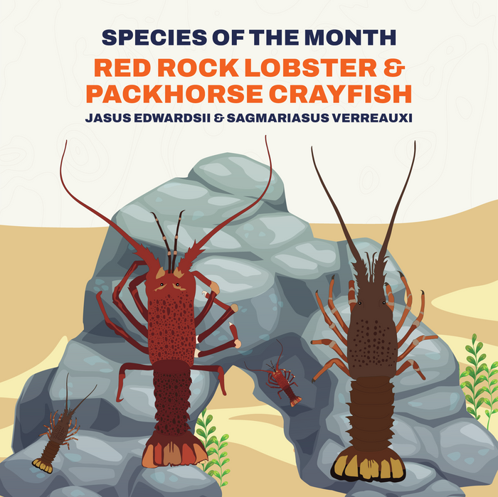Crayfish Infograph