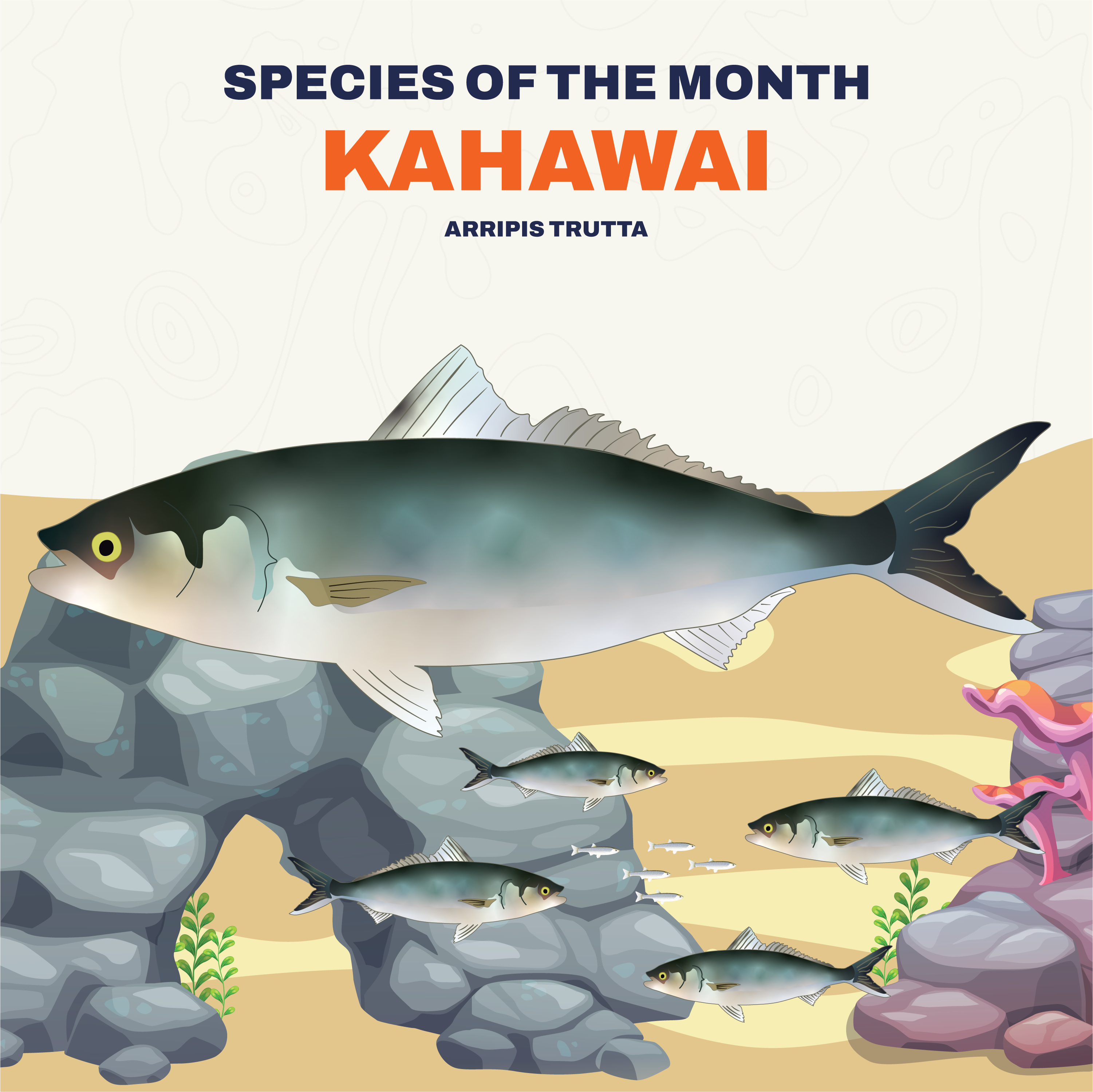 Kahawai (Appipis Trutta) – DivetechNZ