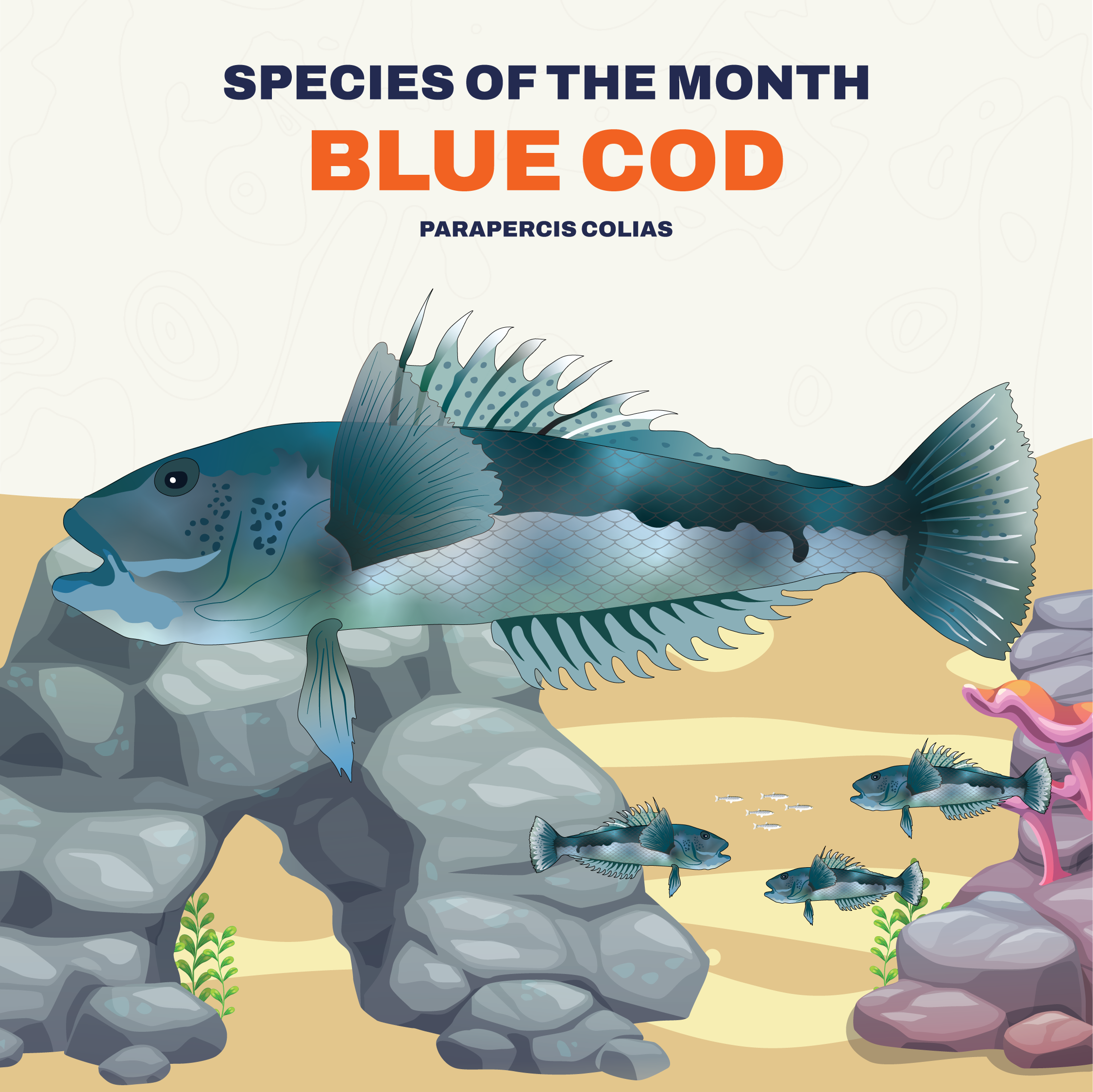 Blue Cod (Parapercis Colias) – DivetechNZ