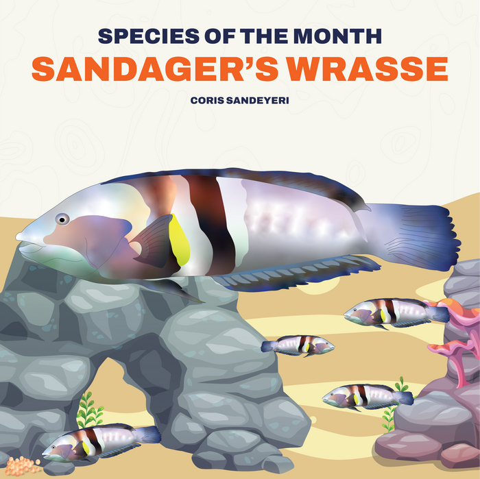 Sandager's Wrasse  Infograph