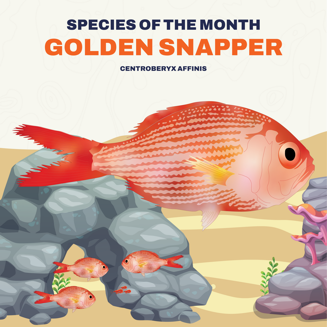 Sandager's Wrasse  Infograph