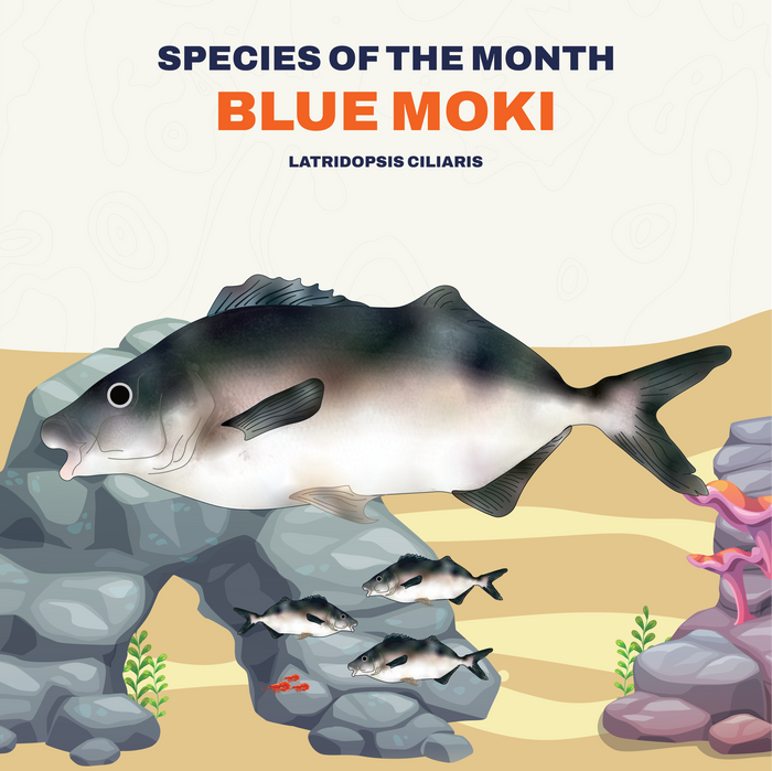 Blue Moki Infograph