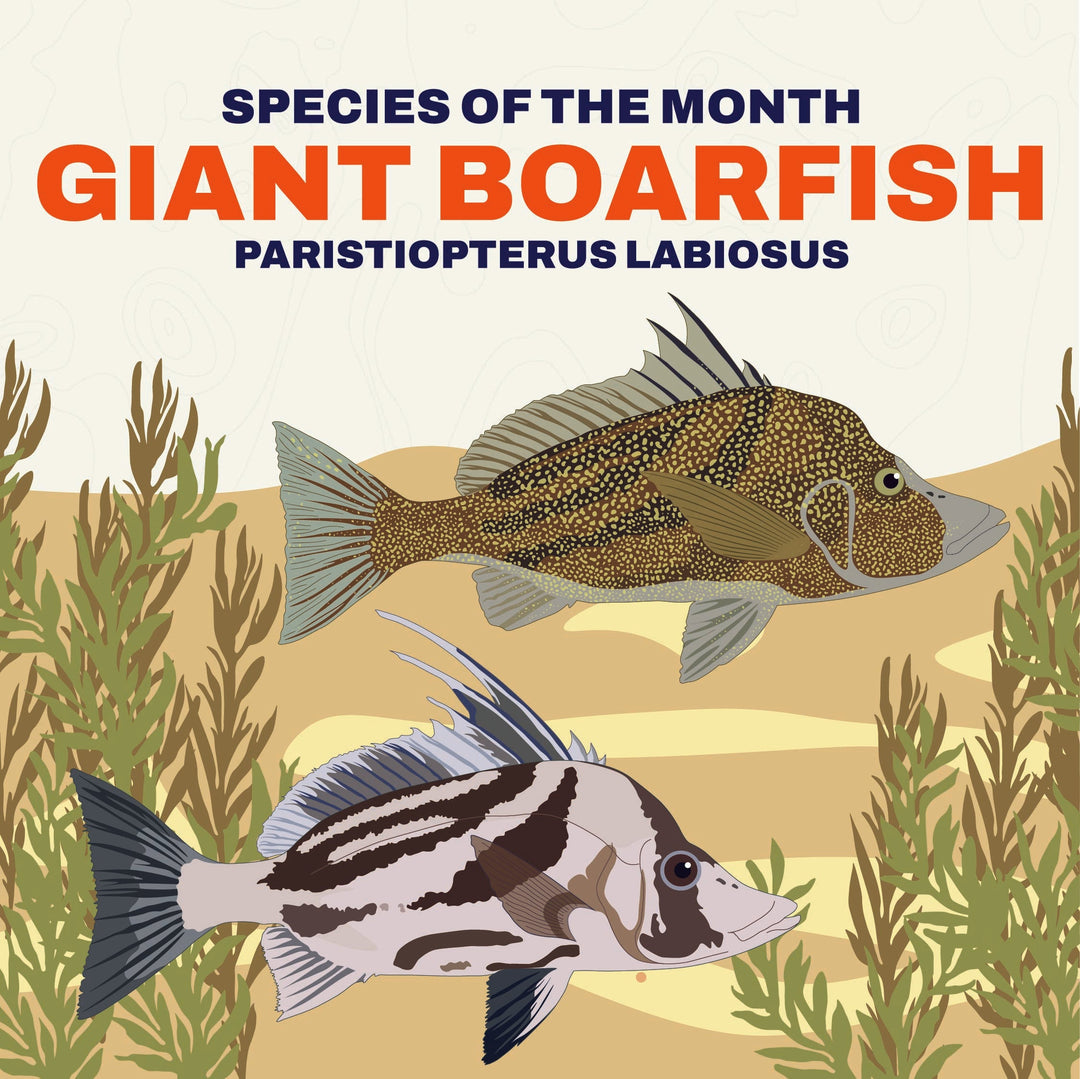 Boarfish Infograph