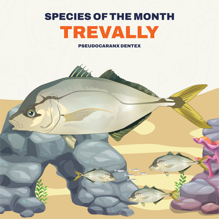 Tevally Infograph