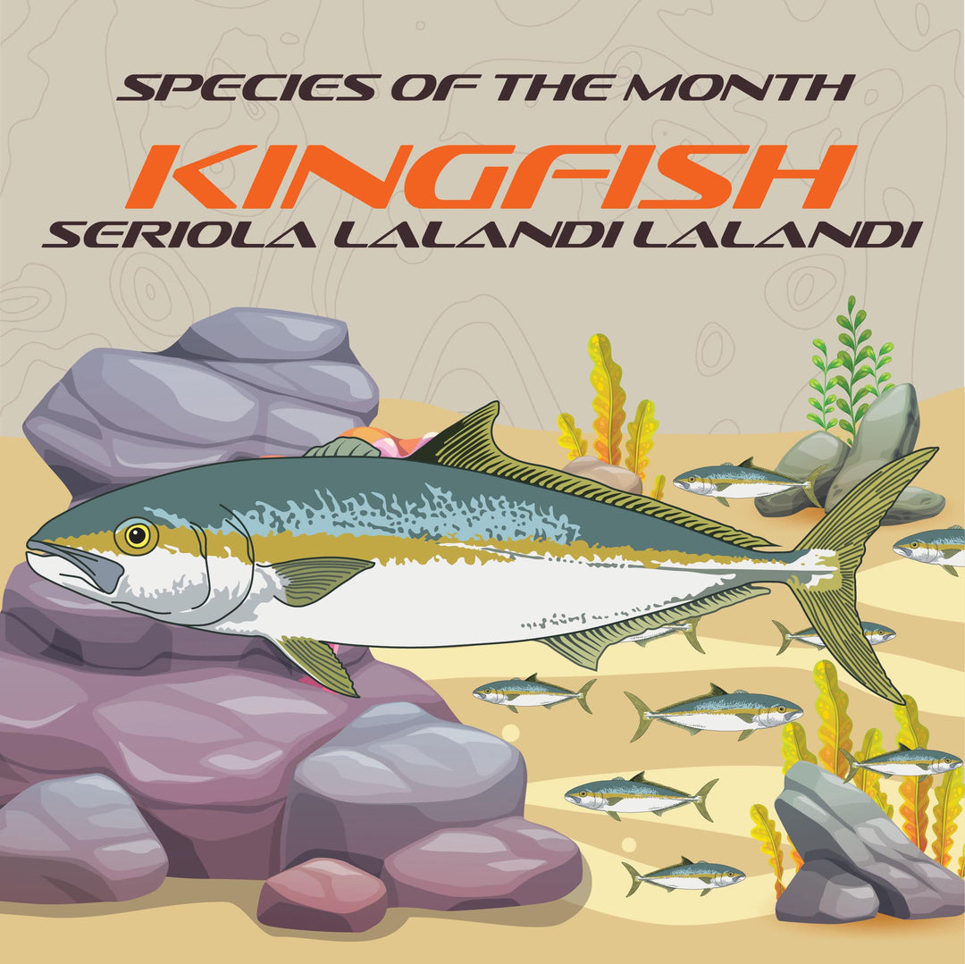 Kingfish Infograph