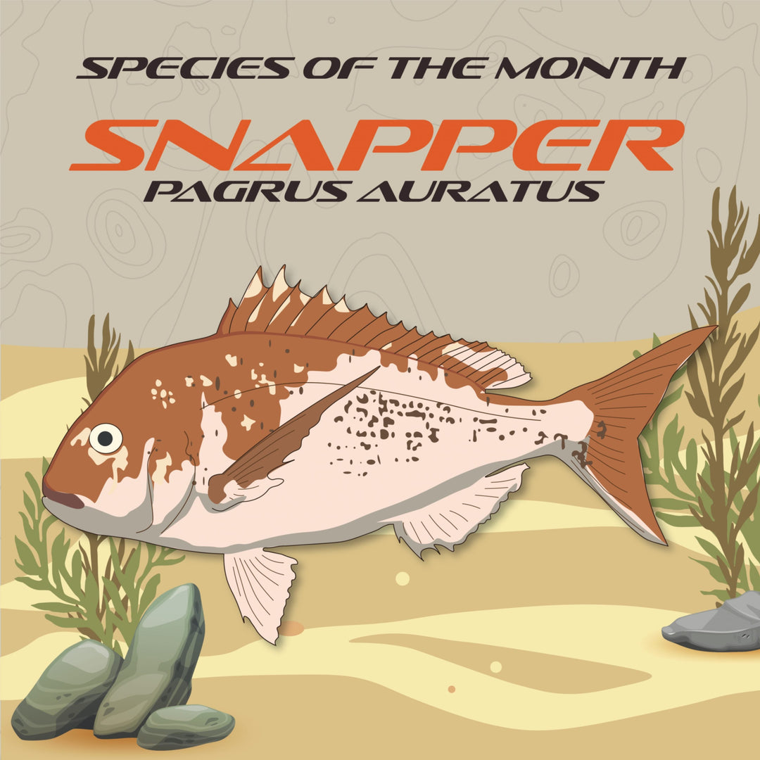 Snapper Infograph