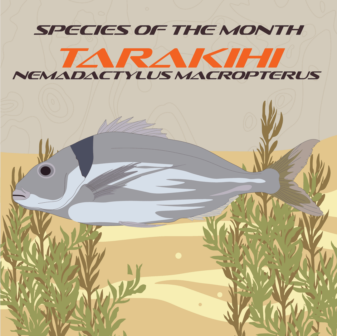 Tarakihi Infograph